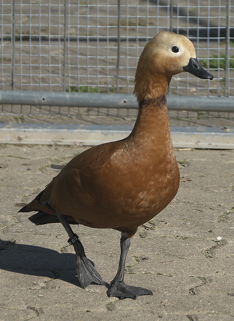 投篮